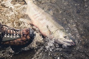 Tips for Fishing Pathfinder Reservoir in Wyoming