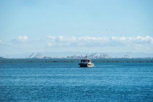 San Francisco Bay Fishing Tips: Halibut, Striper, and More