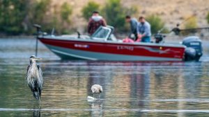 How to Fish Successfully in Lake Washington, Washington