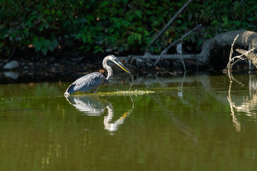 Lake Arthur Fishing Tips for Western Pennsylvania