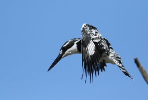 Lake Erie Perch Fishing Tips for Ohio Anglers