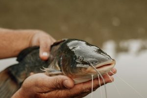 Atlanta Fishing Tips: Best Urban Lakes for Catfish